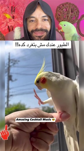 الكوكتيل مش بيغرد اعمل حفظ للفيديو وكرر وهتلاحظ الفرق #birds #birdsoftiktok #birdphotography #birdwatching #الطيور_بشكل_مختلف_احمد_سيد