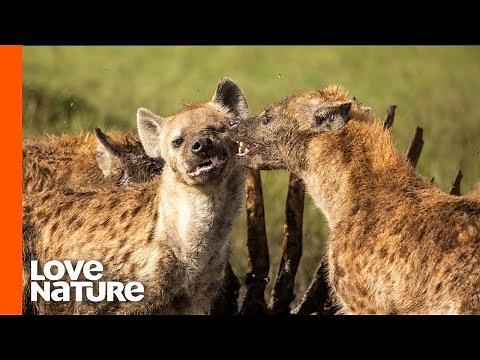 Why Do Female Hyenas Lead the Clan? | Love Nature