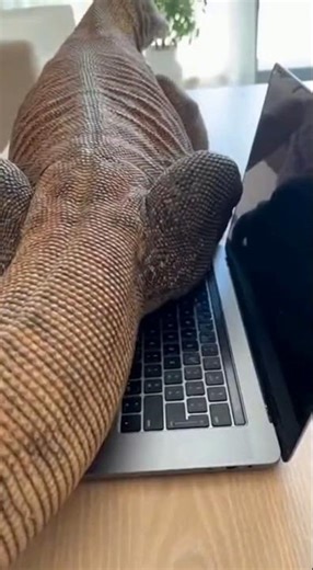 Komodo dragon poops on a laptop. #ai #funny #short