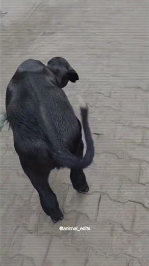 chalte firte 😇animals 🙇🐃...#viralvideo #animals