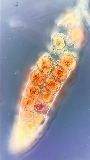 Ocean Life Up Close: Inside the Hidden World of Plankton