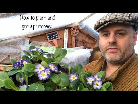How to plant and grow primroses #gardening