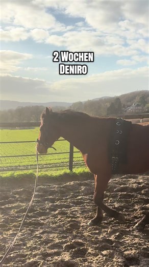 Nesthäkchen Deniro: Stallalltag & Pferdeglück