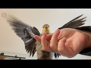 The mighty eagle chicken spreads his wings! 🦅