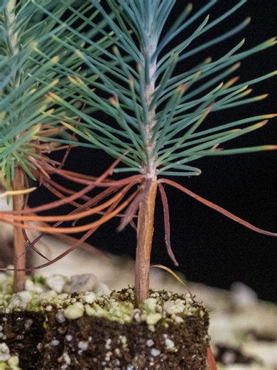 Pulling back the curtain how California helps its fire and pest ravaged forests recover. Big trees start from seedlings, as our #CCCSolano Forestry Crew knows and understands. #CaliforniaConservationCorps #CCCForestry
