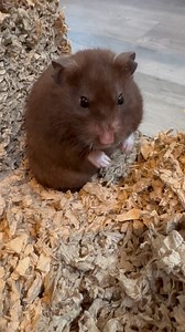 58 reactions | Hamster rescue! Veruca and several other hamsters...