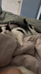 He’s like one of those whack a moles🤣 #cat #catsoftiktok #wobblycat #charliebear #crazycat