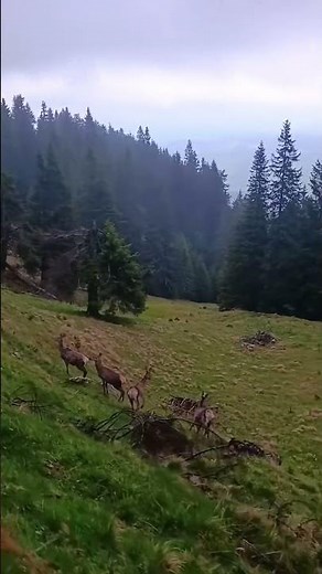 Some cute ones caught at Ic Ponor - Padiș! 🦌⛰️ #cute #Padiș #nature #sunset #forest