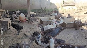 laying ducks. Anas domesticus heavy duck also known as America Pekin, Long Island Duck, Pekin Duck, Aylesbury Duck, Anas platyrhynchos domesticus