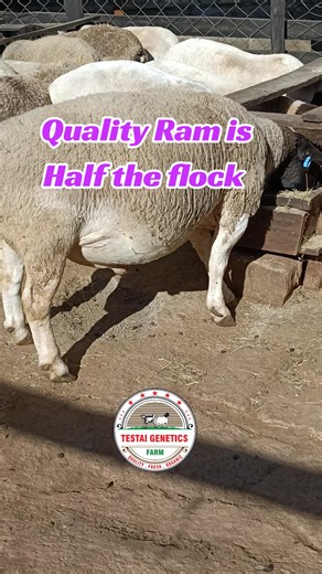 Quality Rams Enhance Sheep Farming Success