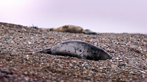 Raw video. Seals have had a record pupping season at vital Suffolk breeding colony 2/2