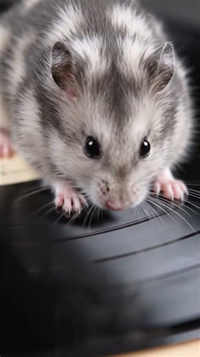 please subscribe and like and put your comment