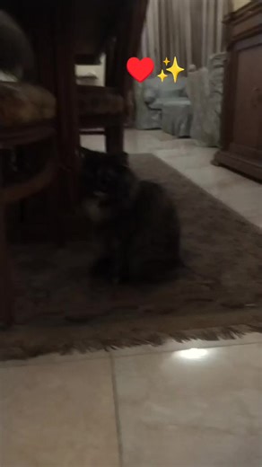 فيديوهات أنشأها Aly Mahmoud (@aly.mahmoud02) باستخدام الصوت الأصلي - محمد ابوجبلDJ