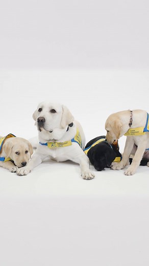 Puppies at Duke’s Puppy Kindergarten train to be the best of the best, from avoiding accidents to understanding social cues from their owners. As researchers learn more about their cognitive behaviors, there is still time to appreciate the adorable moments that come with these small pups. Learn more about Duke's research at https://on.natgeo.com/4haKe0U | National Geographic