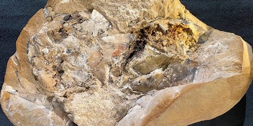 World’s oldest heart preserved in 380 million-year-old armored fish