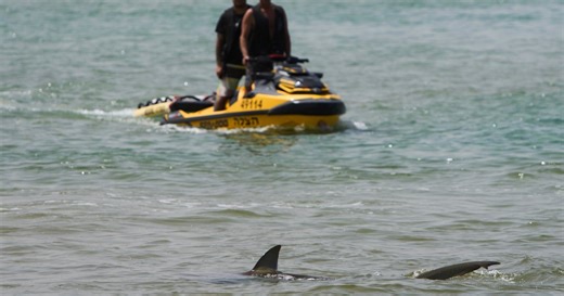Why and how often do shark attacks happen?