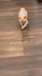 179K views · 10K reactions | You always know it’s Wyatt when you hear those footie steps! He does have something wonky about his front legs, especially the left one. When it first started to look strange, Wyatt was fighting for his life and it wasn’t a priority. Now that’s he’s stable and it looks like he could be around for a while (), I’ve booked an orthopedic consult to get his legs checked out. He goes next week! | Kitkat Playroom | Facebook