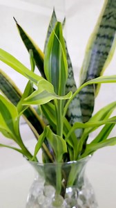 Pra iniciar a semana bem um arranjo de Bambu da Sorte com Sanseverias em bolinhas de hidrogel. E nada melhor que um fundo musical bem romântico pra deixar nossa semana mais leve.☘️🌸🤗 #decoracaocomplantas #plantas #hidroponia #planta | Meu jardim secreto