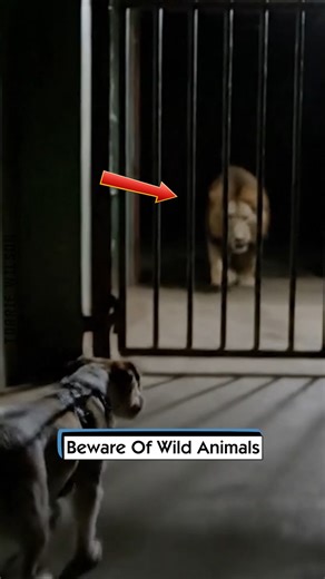 Beware Of Wild Animals | Torrie Wilson