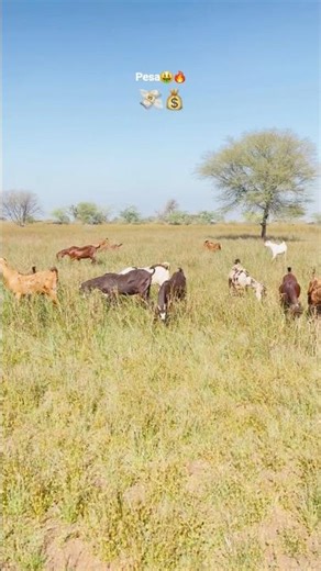 Muzhe bas🔥 pesa chaiye🤑🤑#shorts #goat #viralvideo #trending #goatfarming #goats