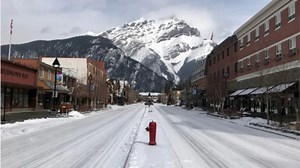 'Elk poop on every sidewalk': Animals take over Banff streets - The Weather Network