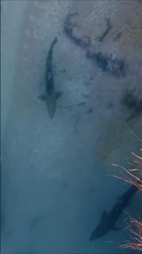 They CAME BACK! BC Salmon Run 2025 Highlights