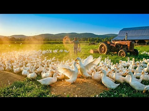 Massive Duck Farm Daily Feeding Routine | Amazing Village Life