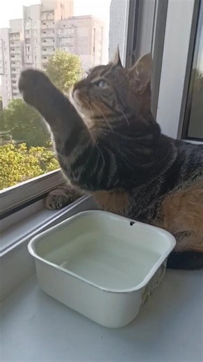 Буденні справи в спеку 🐈 🐾 ❤️