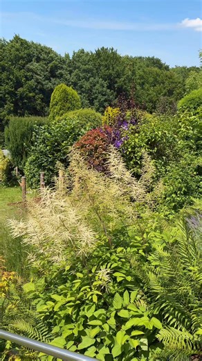 Wald-Geißbart (Aruncus dioicus) mit Hummel 🐝! | WIR SIND GARTEN - Die Seite