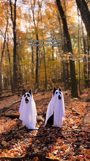 Iykyk #christmas #remix #dogs | Koda & Wrigley | Facebook