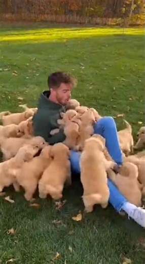 Help! I’m Being Overwhelmed by Golden Retriever Puppies 😭