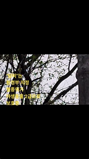 "담비"는 멸종위기 야생동물2급으로 보호중.(농막가던 길목에서)