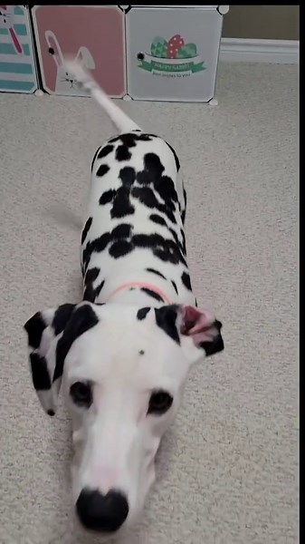 Sad Dog Moments That Every Dog Lover Will Feel