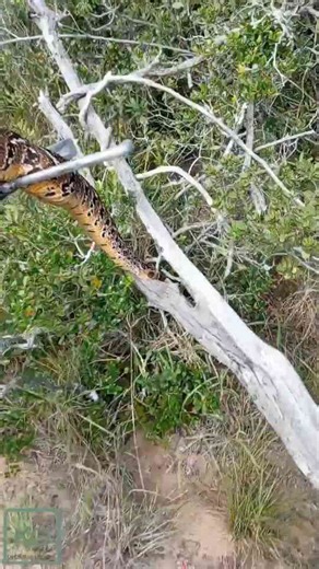Massive African Puff Adder Found Climbing High In The Bushes