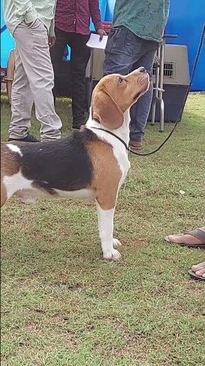 beagle dog show quality dog shots