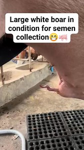 Large white boar in condition for semen collection😁🐖 #Largewhiteboar #semencollection #pigfarming #commecialfarm #fypシ゚ | Ericah Cruz