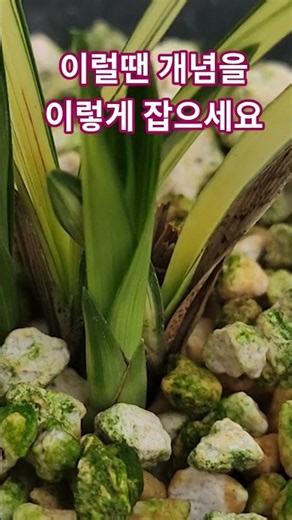 How to Utilize and Manage Non-Variegated Shoots