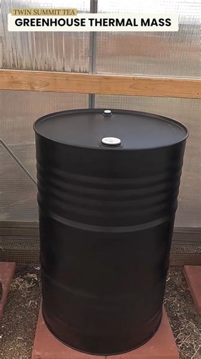How I Built Thermal Mass for My Greenhouse Using 55 Gallon Barrels (DIY Passive Heating)