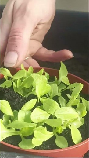 Vegetable garden: when and why to transplant seedlings?