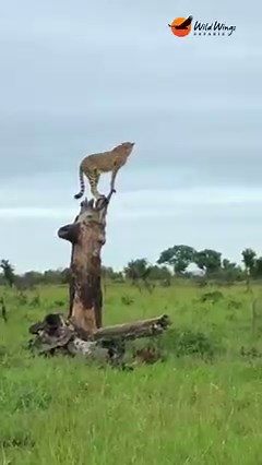 3.4M views · 64K reactions | Cheetah uses a dead tree to survey the area. © Nicky Firer | Wild Wings Safaris | Facebook
