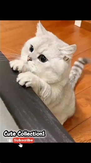 anak kucing lucu. #funnyvideo #funnyvideo #cat #anmals #shortvideo #cute