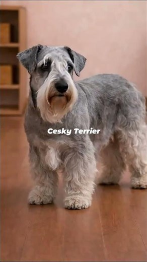 Cesky Terrier | The Refined Hunter of Bohemia
