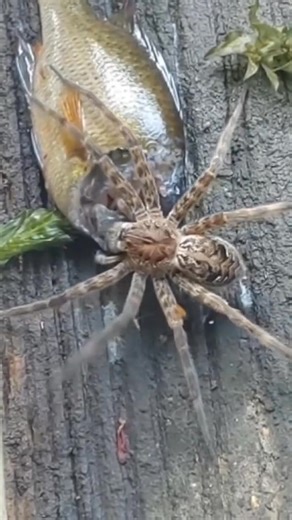 3.9K views · 43 reactions | ️ Fishing Spider Strikes Again — The...