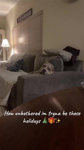 Unbothered these holidays 🎄💆🏽‍♂️💅🏽💁🏽‍♂️✨ #americanbully #petsoftiktok #fyp #viral