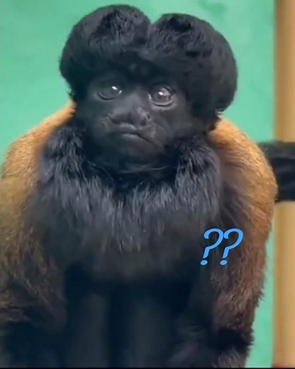 Rare Black Bearded Saki Monkey | Only 2,500 Left in the Wild! #monkey #wildlife #nature