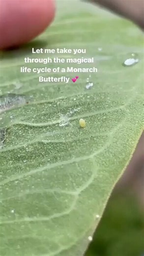 Life cycle of Monarch butterfly