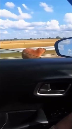CGI Capybara Running Down the Motorway 💨🦫😂
