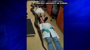 See man grapple with 18-foot python