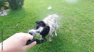 Wet Spotted Dog Shaking Off Water In Slow Motion.