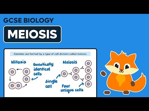 Meiosis - GCSE Biology